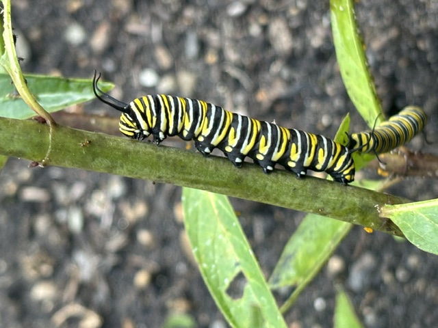 Monarch butterfly