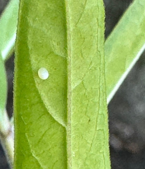 Monarch butterfly