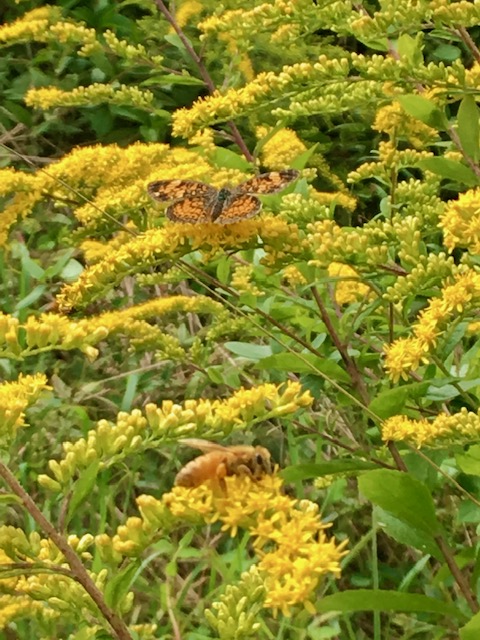 Goldenrod