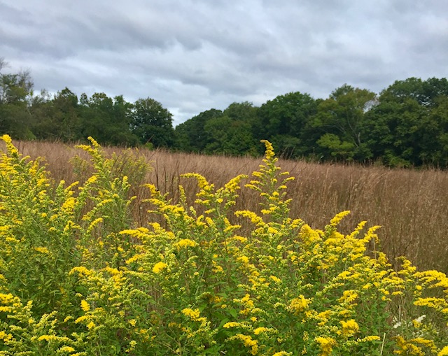 Goldenrod
