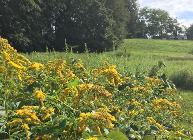 Goldenrod